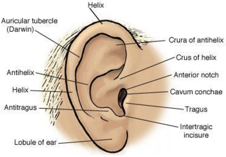 Auricular Tubercle Liberal Dictionary