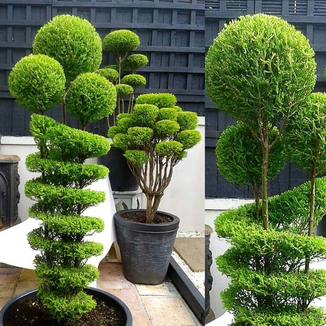 Gorgeous 15+ Topiary Designs From Montreal Park