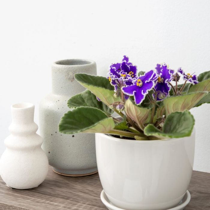 African Violet (1)