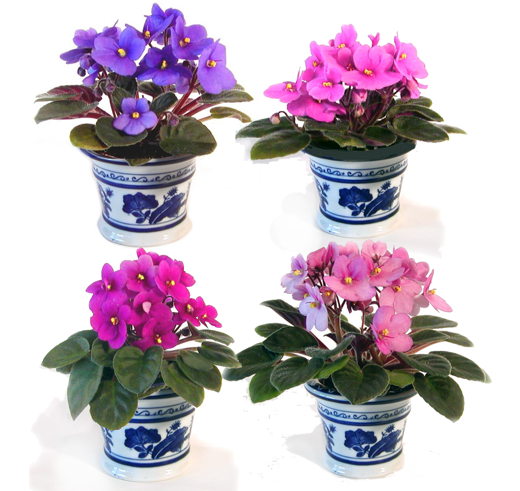 African Violet Food