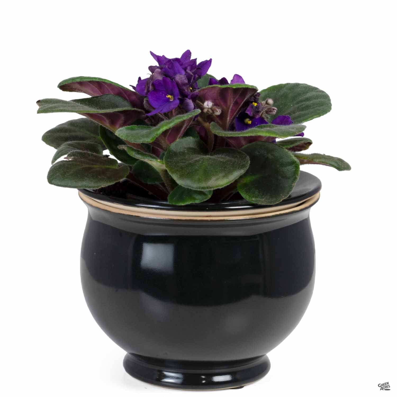 African Violet Self-Watering Pot — Green Acres Nurs