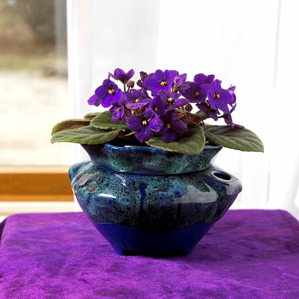 African Violet