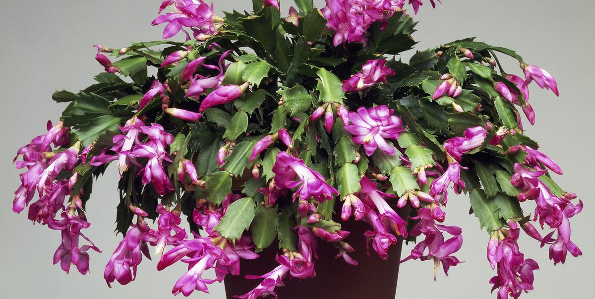 Christmas Cactus_ How To Care For The Winter_yythkg