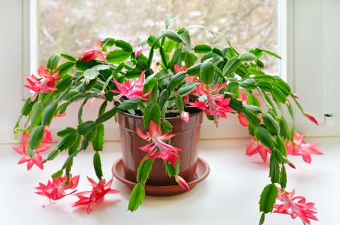 Christmas Cactus_ How To Care For a Christmas_yythk