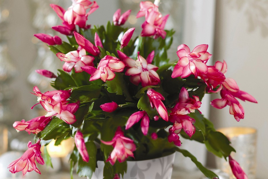 How To Care For A Christmas Cactus _ BBC_yyt