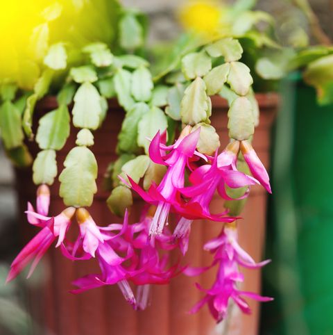 How to Care for a Christmas Cactus – Christm