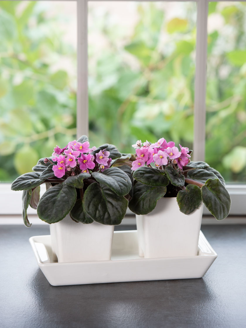 How to Grow African Violets _ Gardener_s Supply