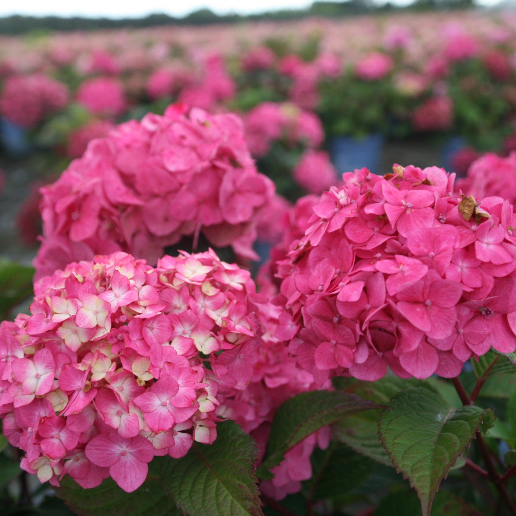 https://tekportal.net/sv/wp-content/uploads/2022/11/Hydrangea-macrophylla-Endless-Summer-Bloomstar-81412-1.jpg