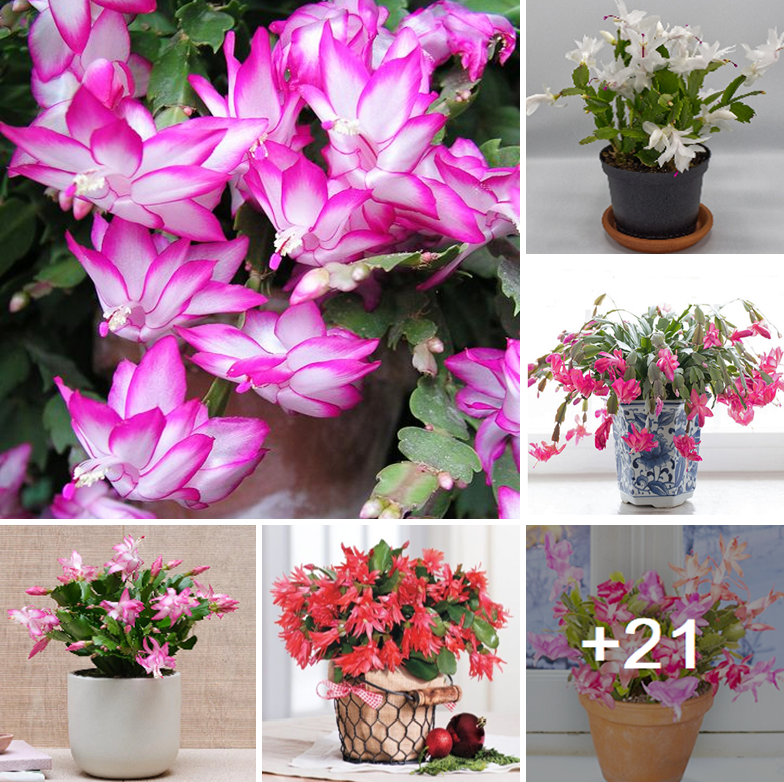 How to grow various colors of Christmas Cactus at home easily