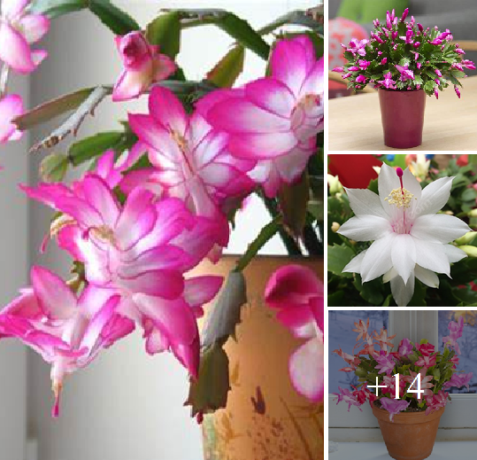 How to grow amazing colorful schlumbergera at home easy way
