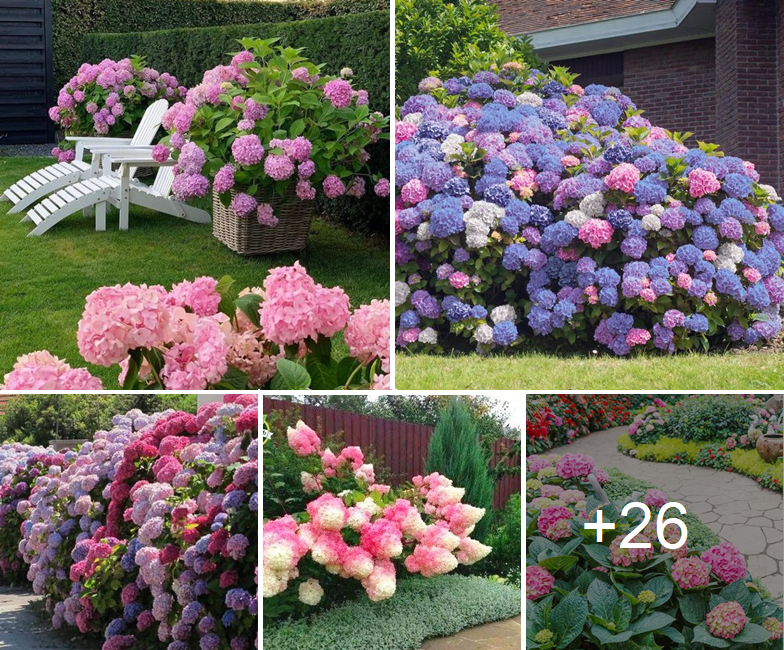 How to grow and care amazing colored Hydrangeas