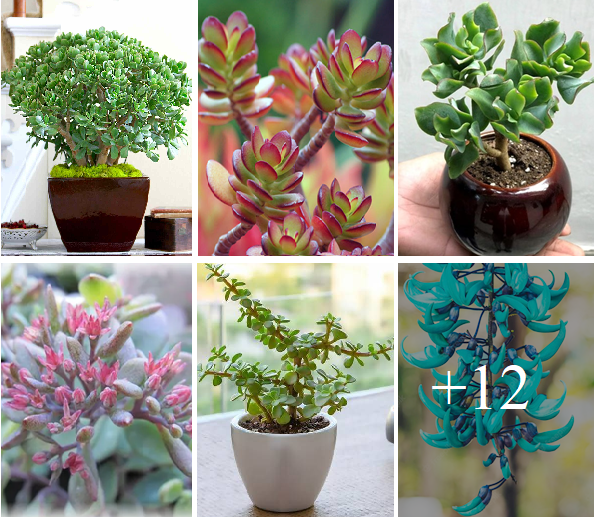 How to grow and care stunning 12+ colors of jade plant