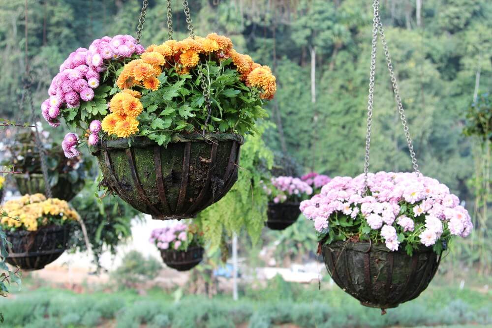 43hanging-basket-flowers