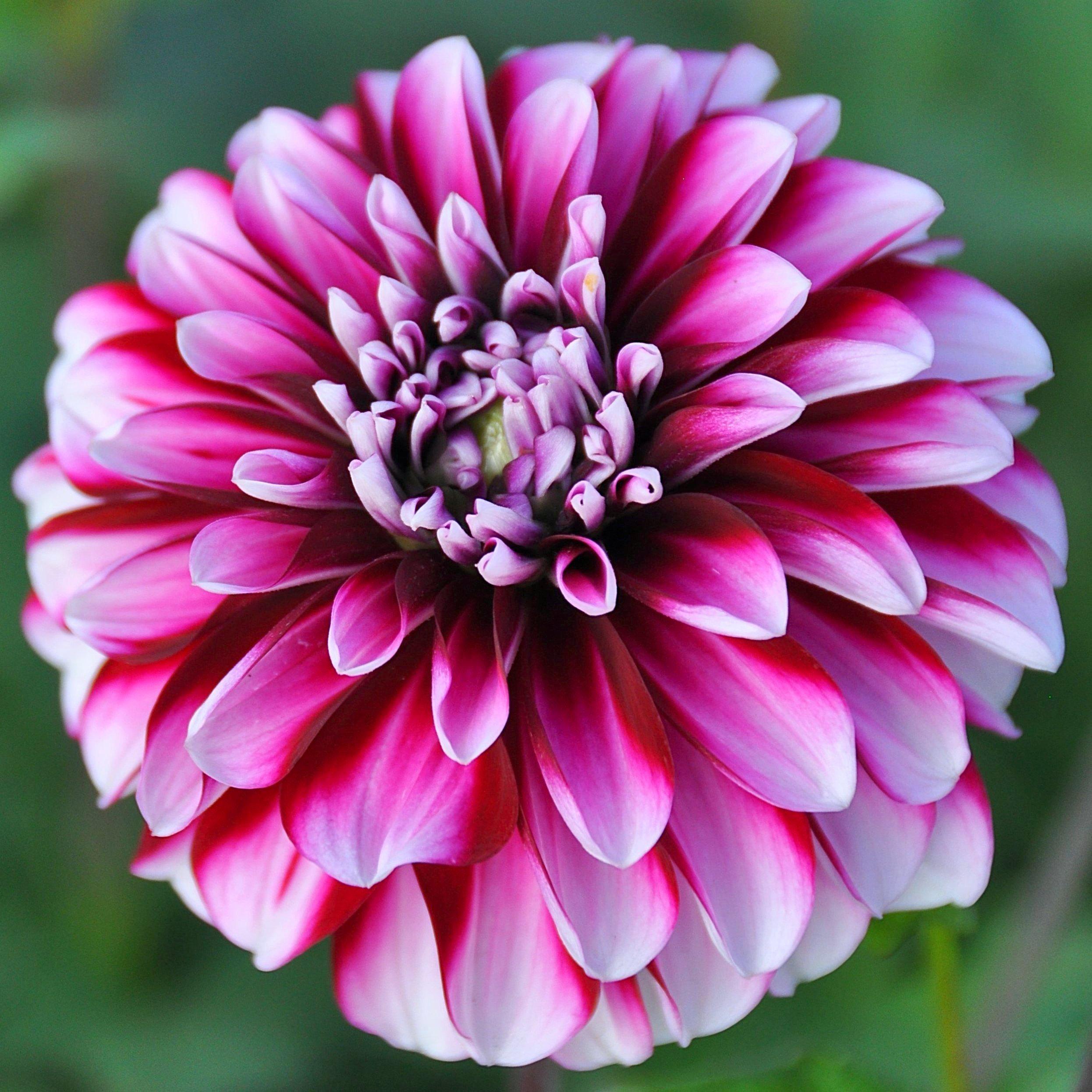 How to grow and care amazing colored dahlia at home