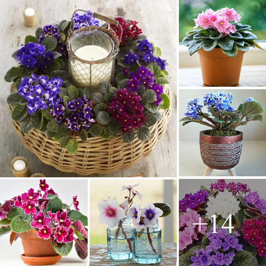 How to grow African violets at home the easy way