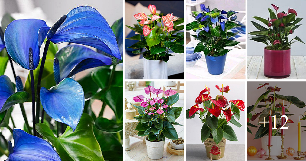 How to grow and care for Anthuriums at your home the easy way