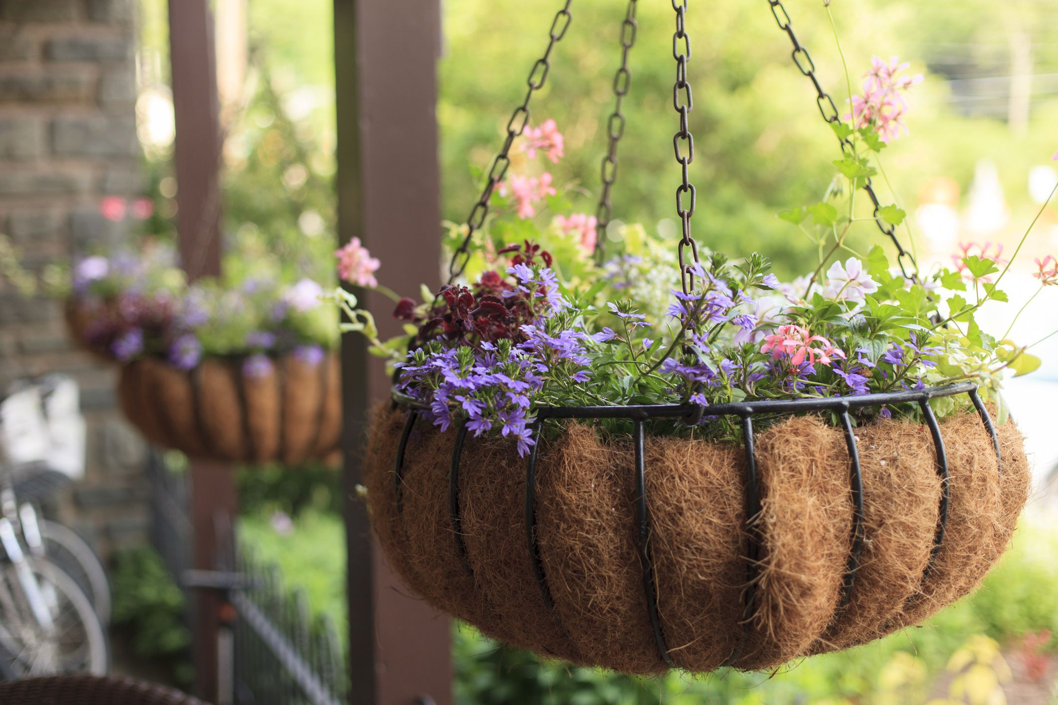 Best Flowers Hanging Baskets Full Sun Unique Plant a Flowering Hanging Basket