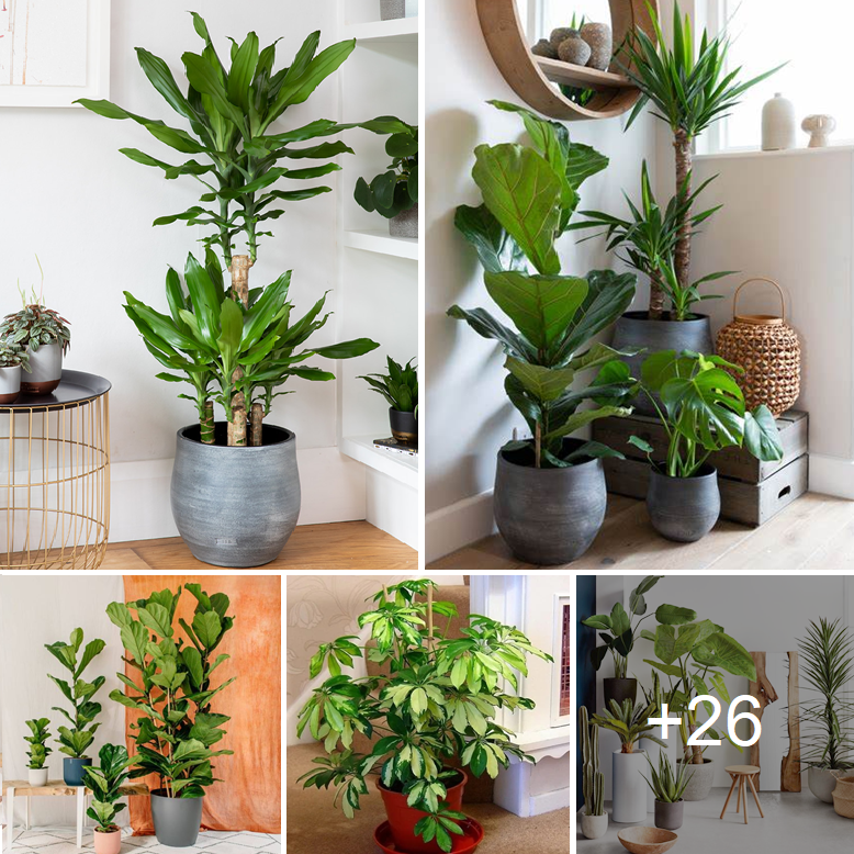 Beautiful 24+ big house plants for your living room