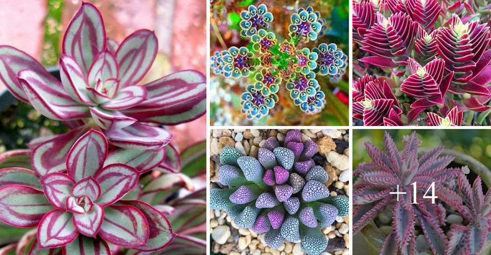 Add beauty to your home with rare blue purple succulents this summer
