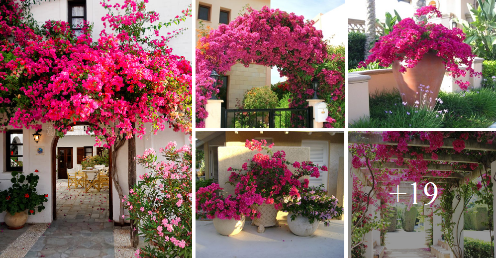 Add charm to your garden and pergola with colorful bougainvilleas