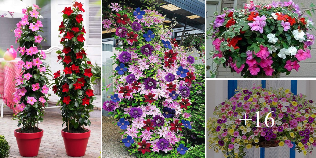 How to grow and care for colorful Clematis this spring