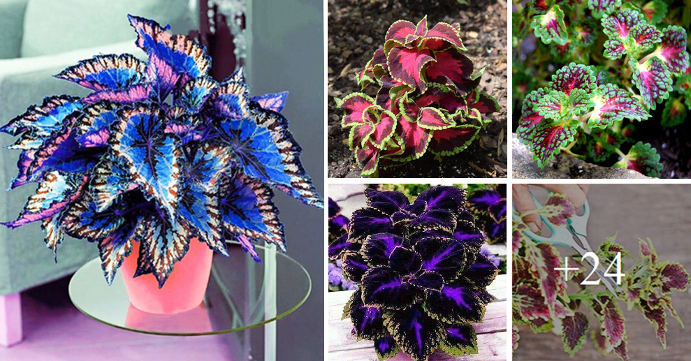 How to grow Coleus from cuttings and seeds