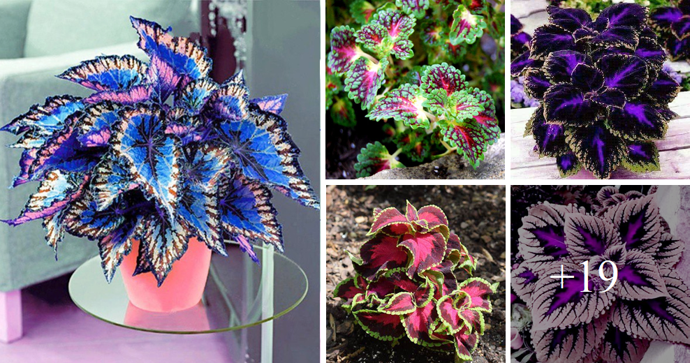 How to grow colorful Coleus at home easily this spring