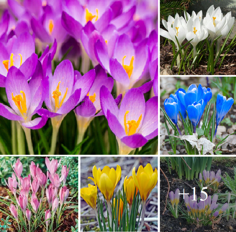 Add charm to you garden by growing colorful Crocuses this spring