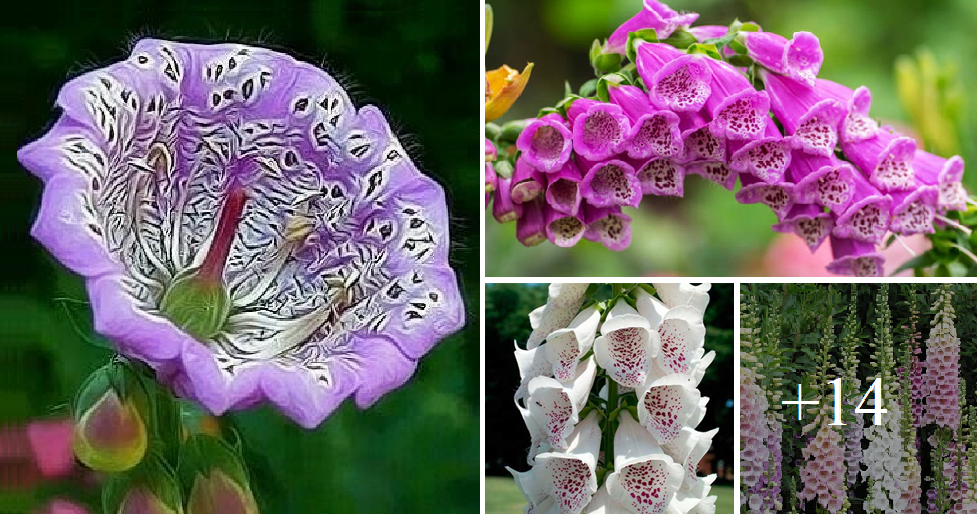 How to grow Foxgloves from seed this spring – The best 14 colors