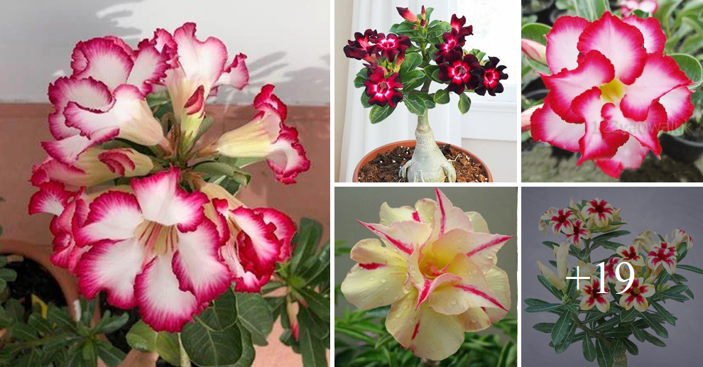 How to grow desert rose from cuttings