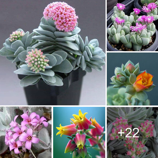 Perfect 22 flowering succulents to plant this spring