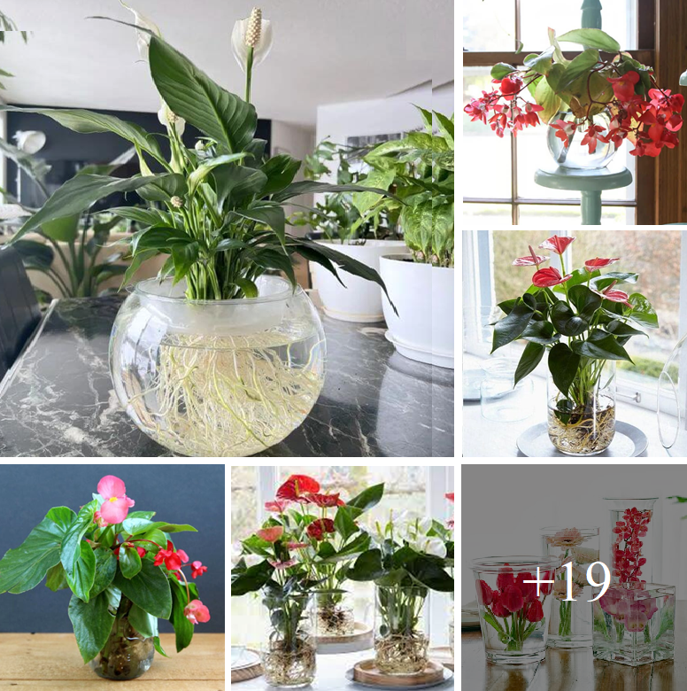 How to propagate plants in water the easy way at home