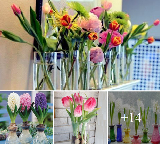 How to grow hyacinth and tulip bulbs in water