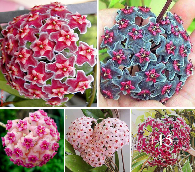 How to grow hoya from cuttings stunning 16 colors and types