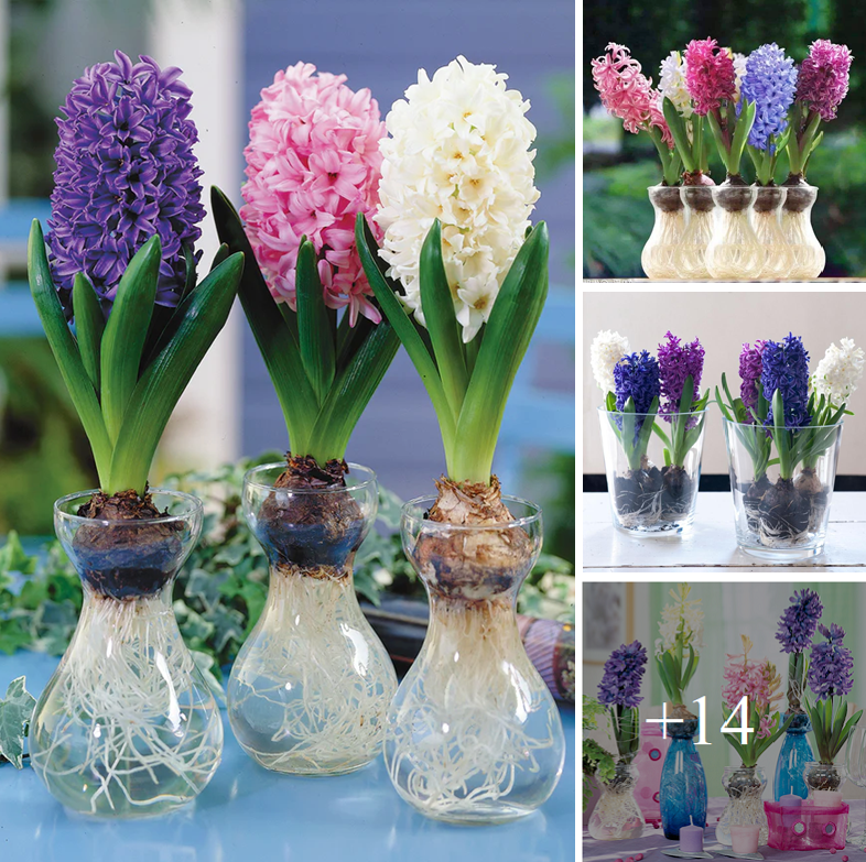 How to grow Hyacinth in water vases or soil. Best 14 colors