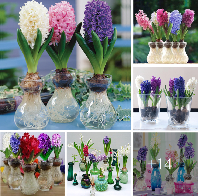 How to grow hyacinths and tulips in water