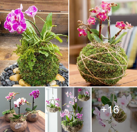 How to grow and care for Charming orchids this spring..