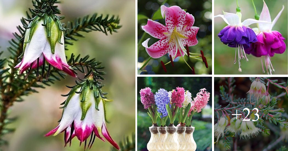 Adorn your home and garden with pink and lilac unusual flowers