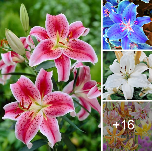 How to grow lilies from seeds best 16 colors
