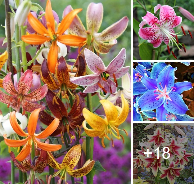 How to grow lilies from seeds best 16 colors
