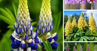 How to grow lupines from seeds charming 14 colors