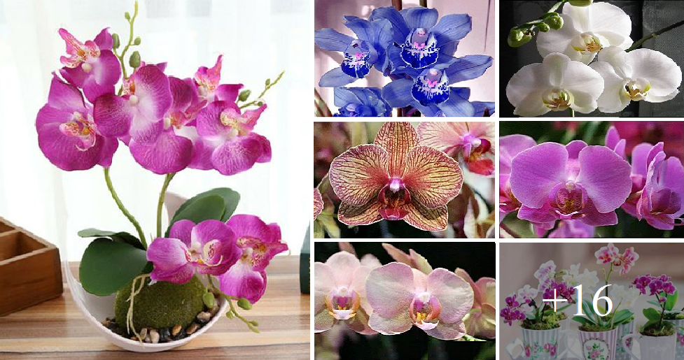 orchidvases