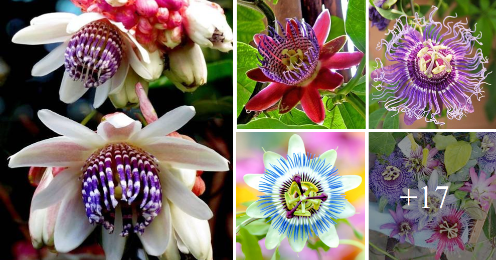 How to grow Passiflora from cuttings and seeds this spring