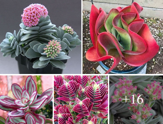 Unique Succulents to Set Your Houseplant Collection
