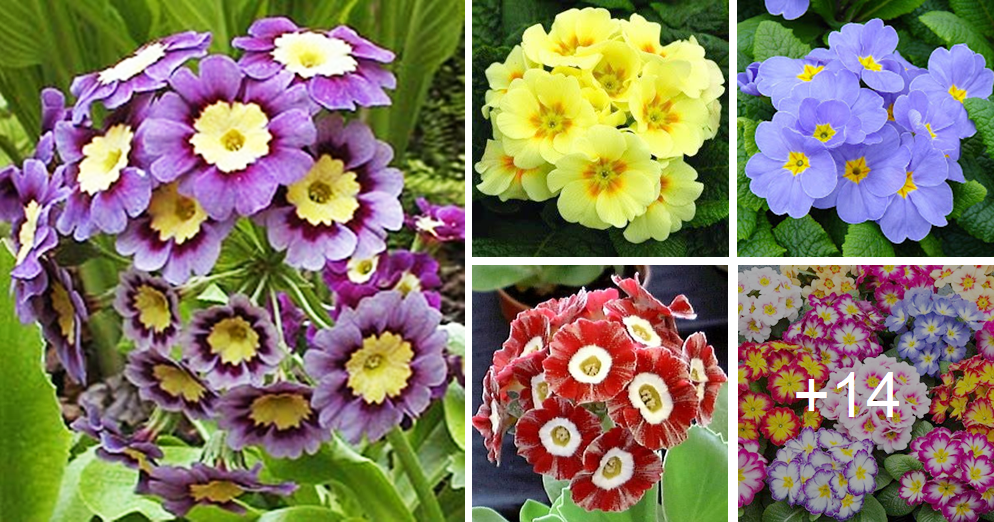 How to grow and care for primulas this summer.. Amazing colors..