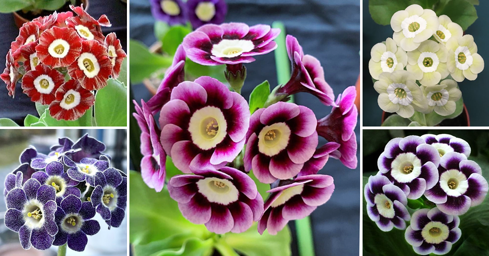 How to grow Primulas from seed