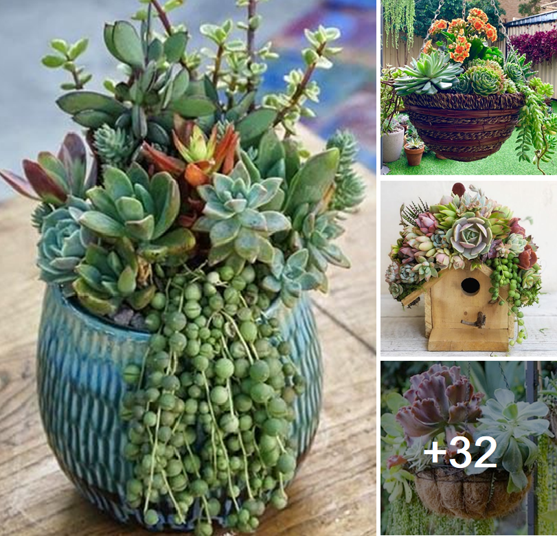 Amazing diy succulent planter ideas that will add twinkle to your garden