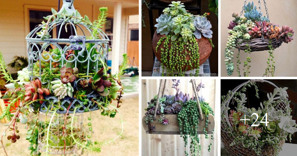 Amazing succulent planters that will add sparkle to your home