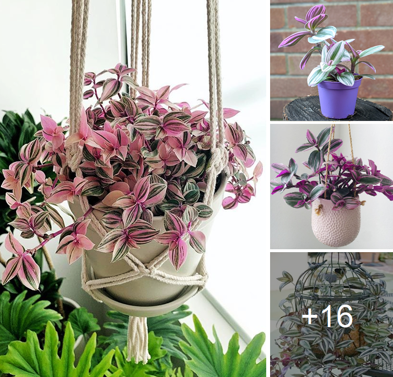 How to grow and decorate your home with amazing plant tradescantia