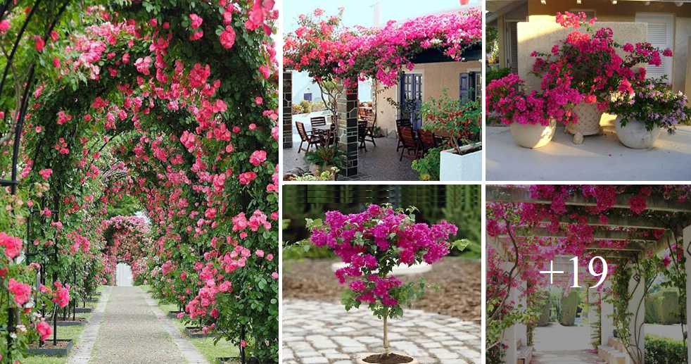 Add beauty to your pergola with pink flowers and bougainvilleas